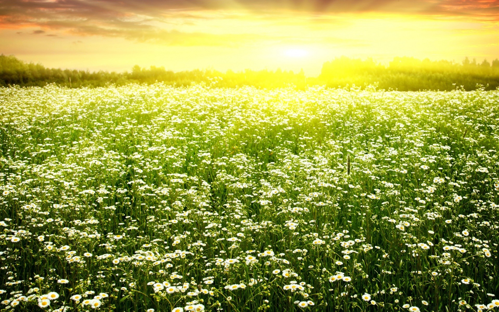 paysage champ fleur nature foin herbe été rural flore beau temps paysage extérieur agriculture marguerites soleil campagne croissance idylle saison feuille