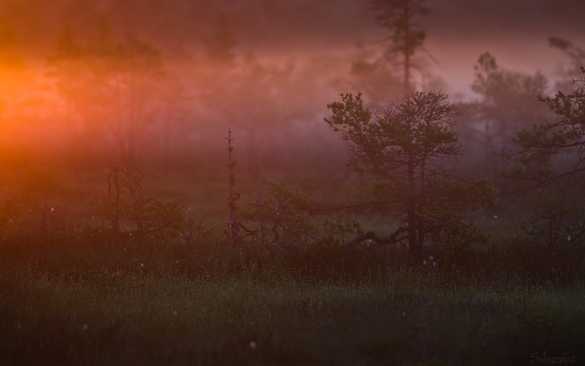 landscapes landscape sunset fog tree dawn weather evening light sky nature color silhouette dusk desktop sun dark abstract mist storm texture