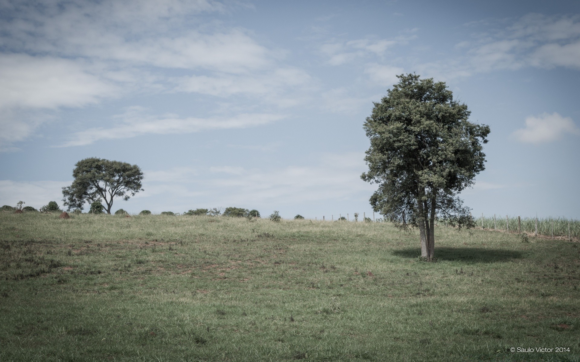 paisaje árbol paisaje hierba al aire libre naturaleza cielo campo pastizales madera campo heno agricultura medio ambiente rural