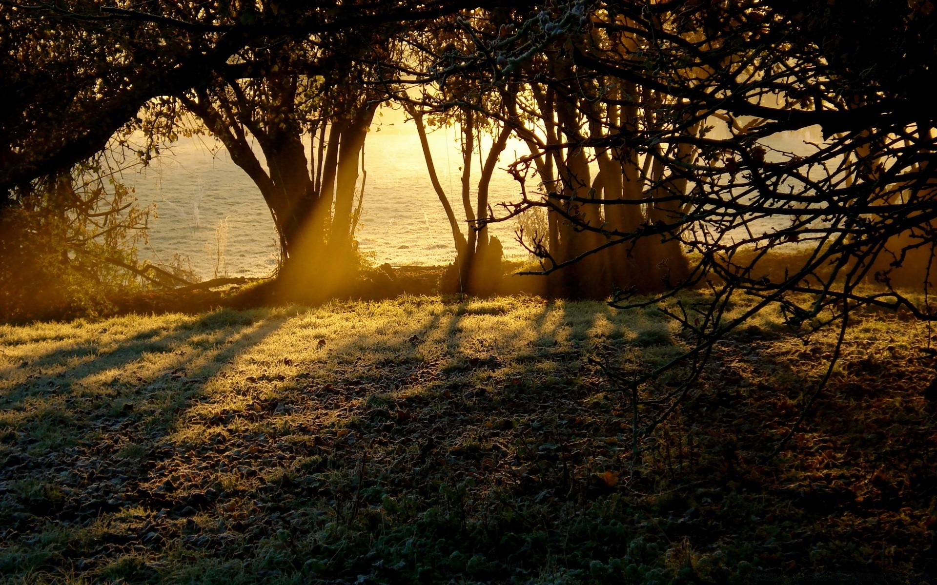 paisaje árbol paisaje naturaleza puesta de sol otoño amanecer noche madera luz sol parque sombra buen tiempo al aire libre hoja niebla crepúsculo agua