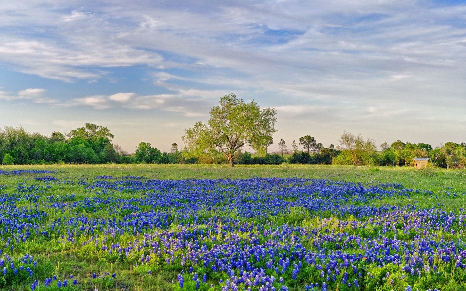 landscapes nature rural flower summer outdoors field hayfield landscape countryside grass flora agriculture fair weather bright growth leaf idyllic