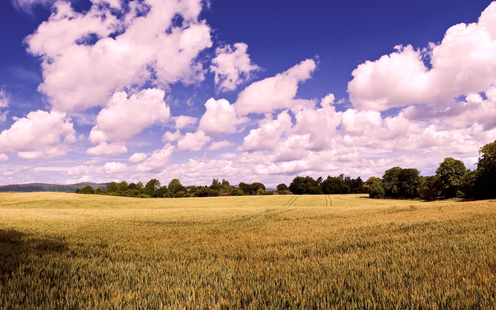 paisagem agricultura trigo rural campo fazenda cereais pasto paisagem campo colheita natureza céu milho ao ar livre terra cultivada terras agrícolas verão bom tempo ouro