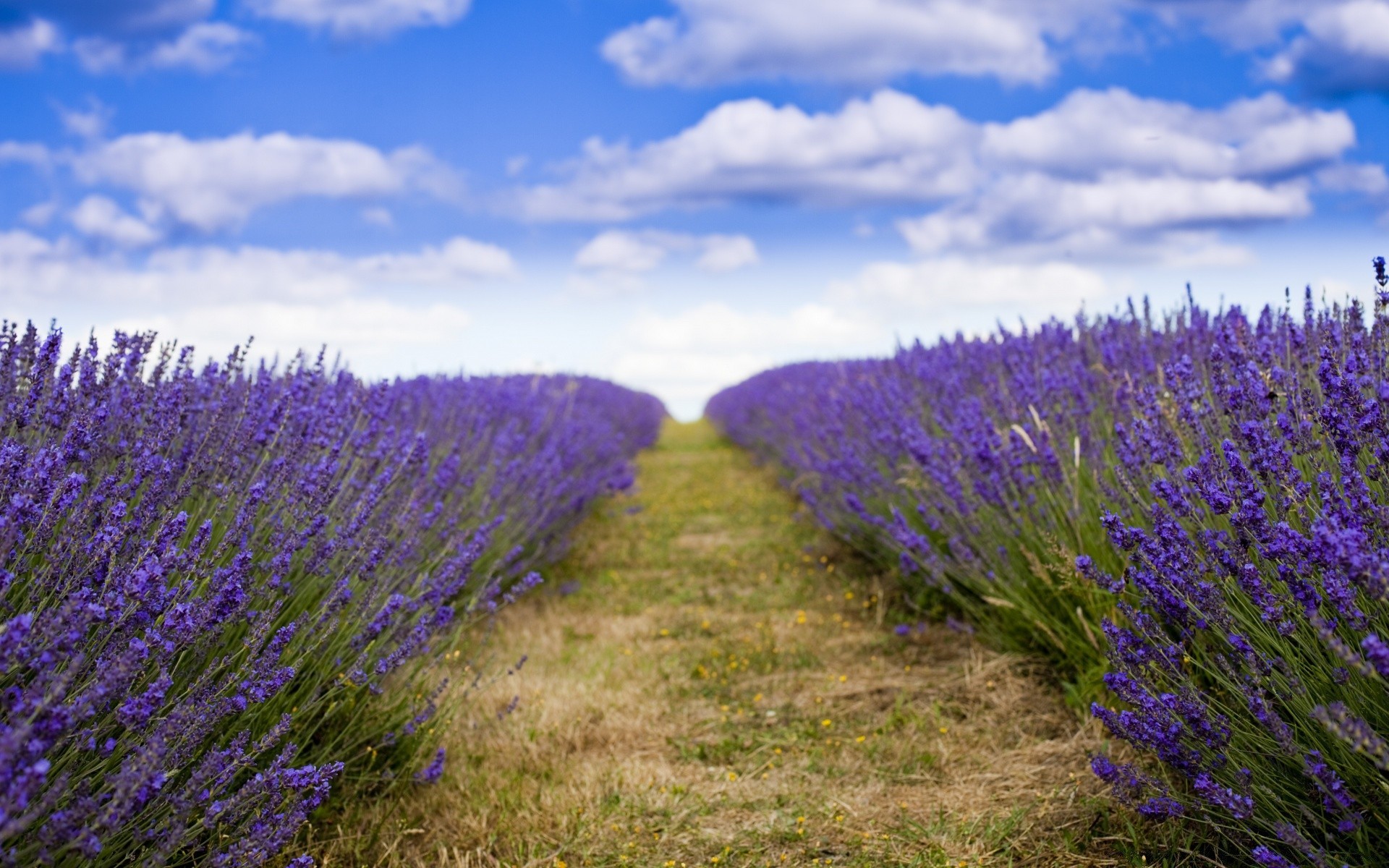 paisaje lavanda flor campo campo rural naturaleza violeta flora al aire libre perfume verano paisaje abundancia agricultura heno país blumming hierbas