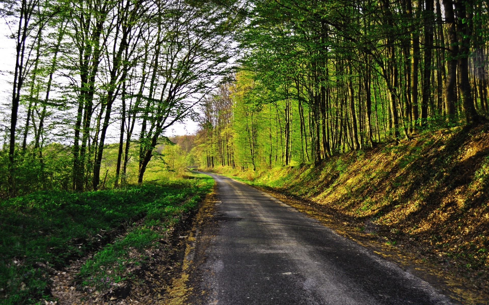 paisagens estrada madeira paisagem guia natureza árvore folha rural ambiente parque cênica campo ao ar livre pista temporada grama exuberante país paisagens