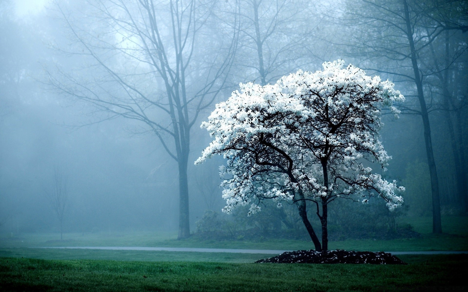 landschaft nebel baum nebel landschaft dämmerung holz wetter natur landschaftlich filiale park dunst landschaft blatt herbst