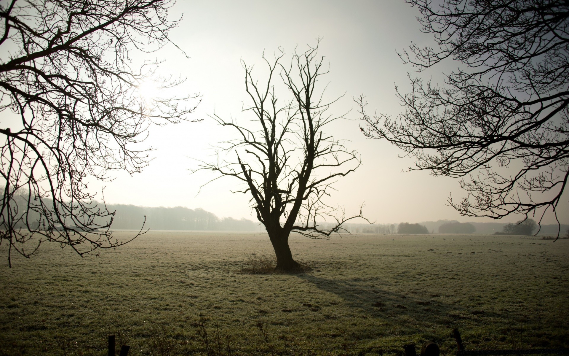 landscapes fog landscape tree mist dawn nature weather sunset evening sky wood fall silhouette light sun outdoors environment scenic haze