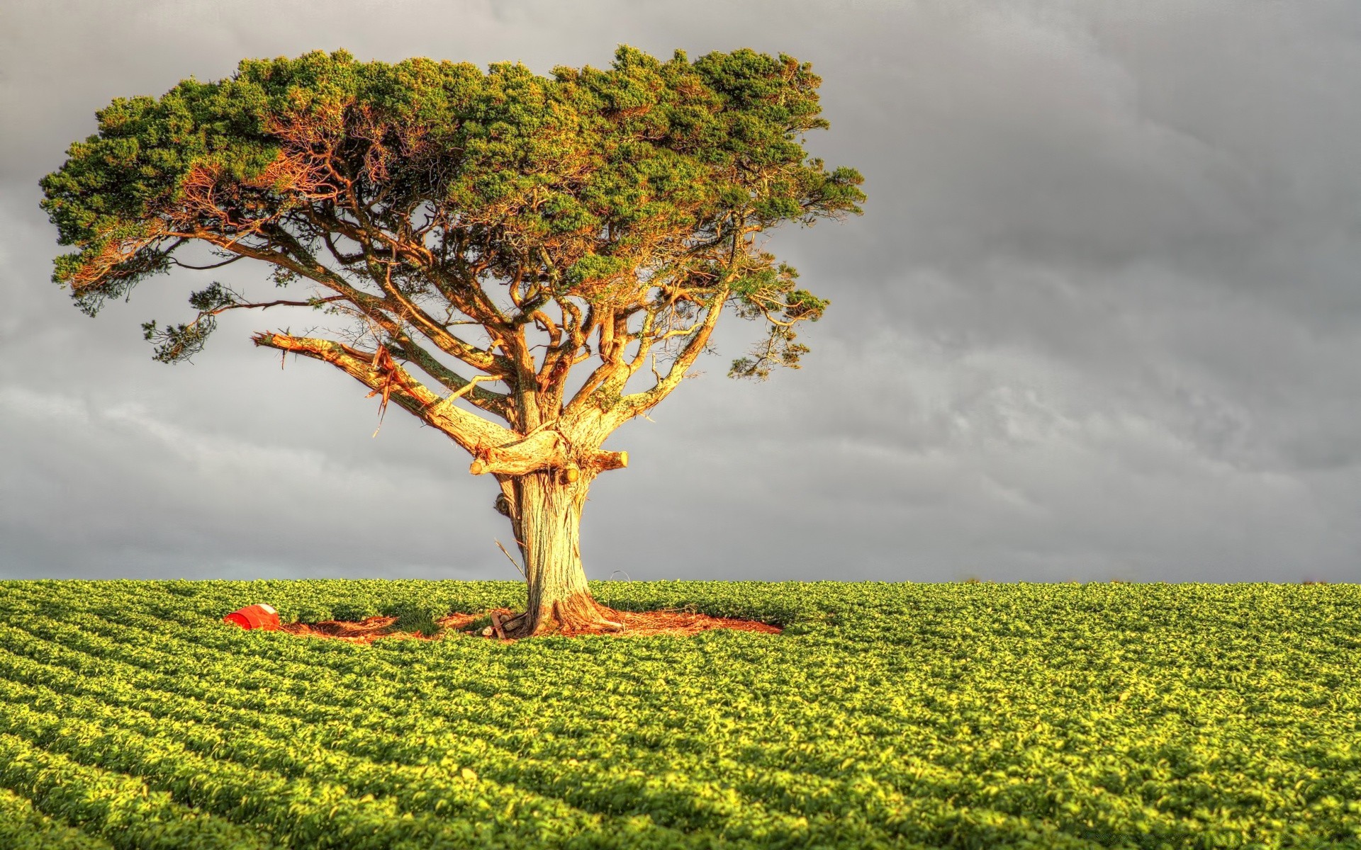 landschaft landschaft baum des ländlichen natur feld landschaft bebautes land landwirtschaft im freien himmel wachstum gras heuhaufen landschaftlich land