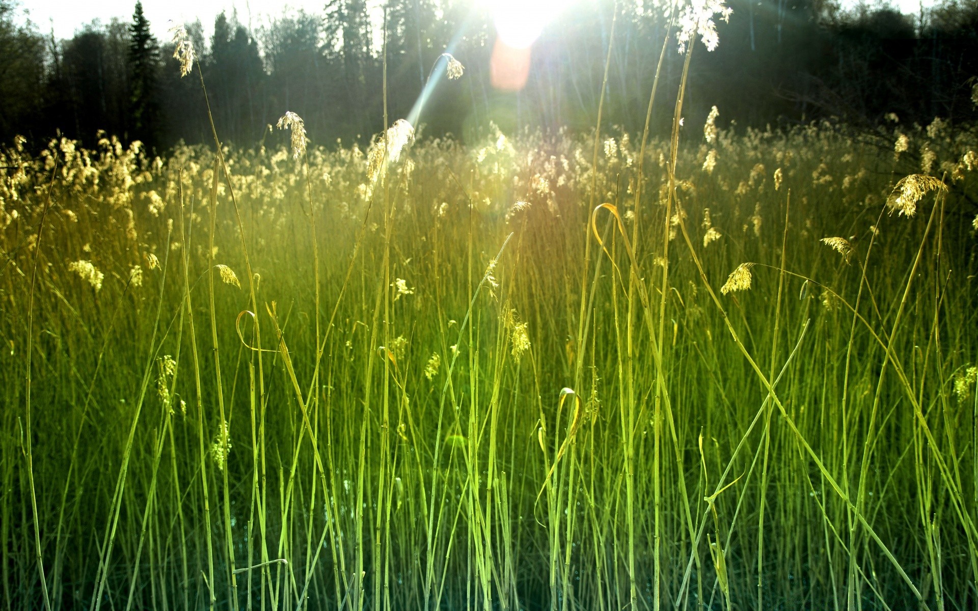 landschaft gras natur flora sommer feld heuhaufen wachstum im freien umwelt sonne gutes wetter dämmerung des ländlichen blatt saison hell garten weide rasen