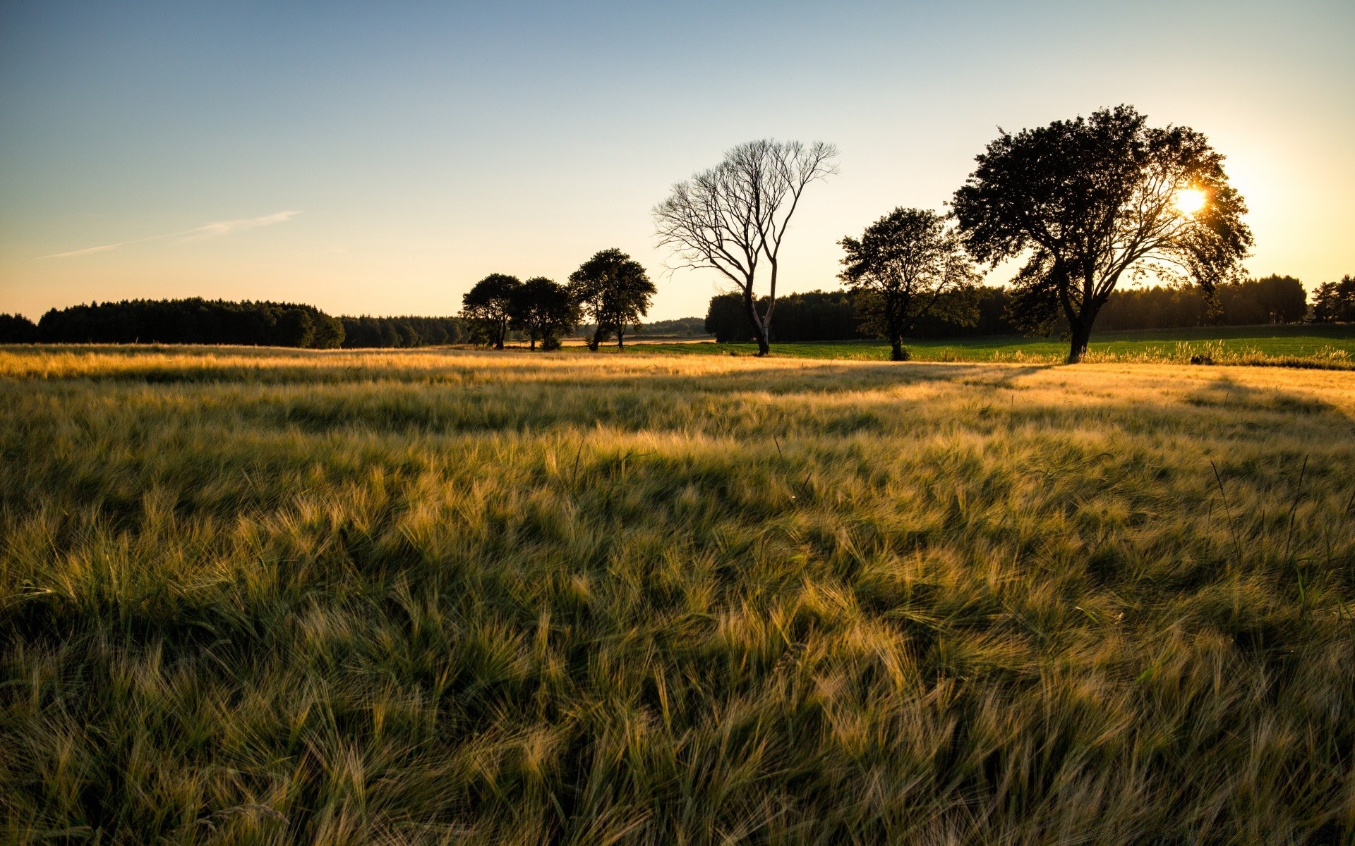 landschaft feld landschaft landwirtschaft weizen bauernhof des ländlichen flocken landschaft mais sonnenuntergang natur gras himmel ernte sonne land weide dämmerung im freien