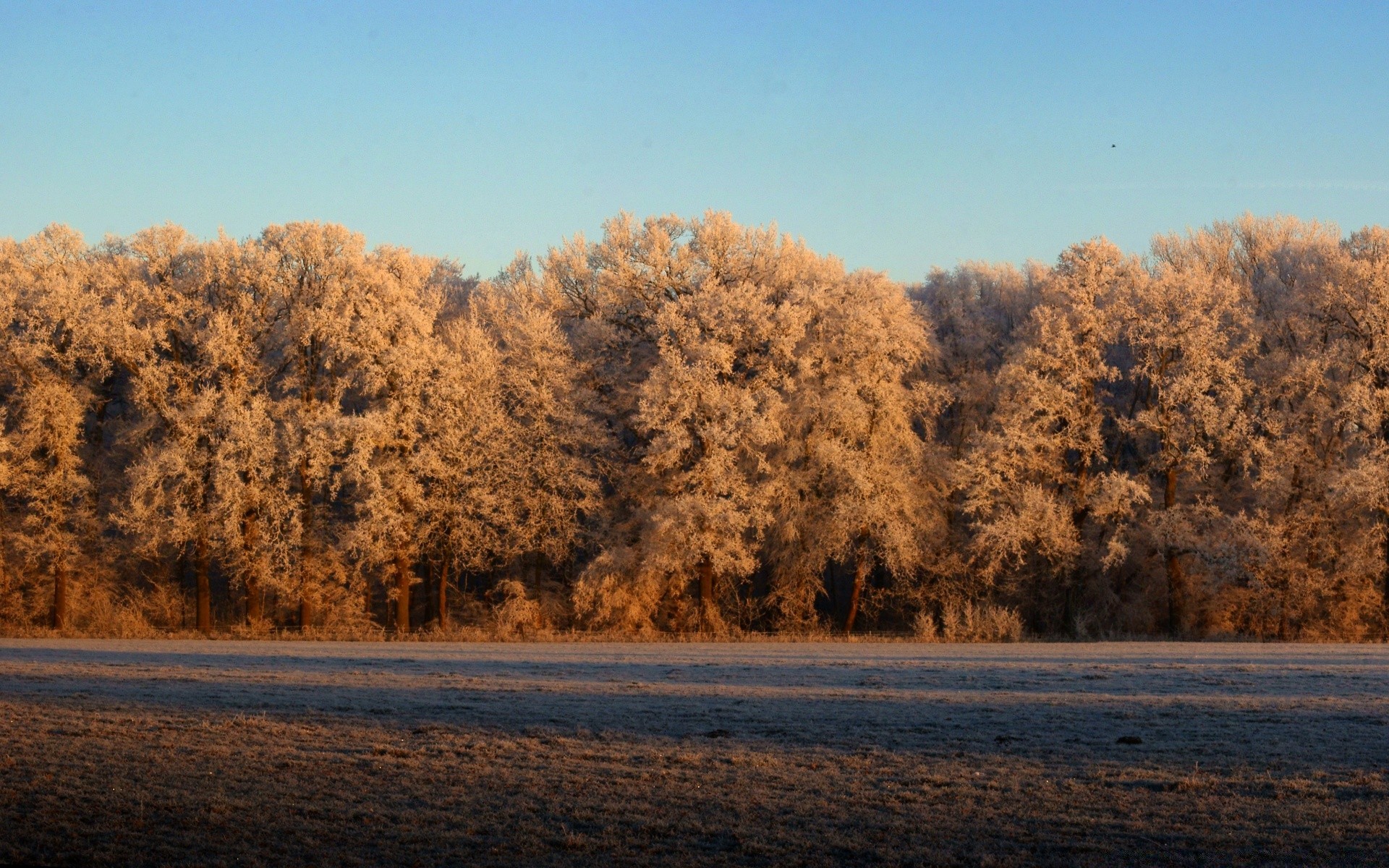 paysage arbre paysage automne hiver bois neige aube à l extérieur nature brouillard scénique ciel lumière du jour beau temps météo parc