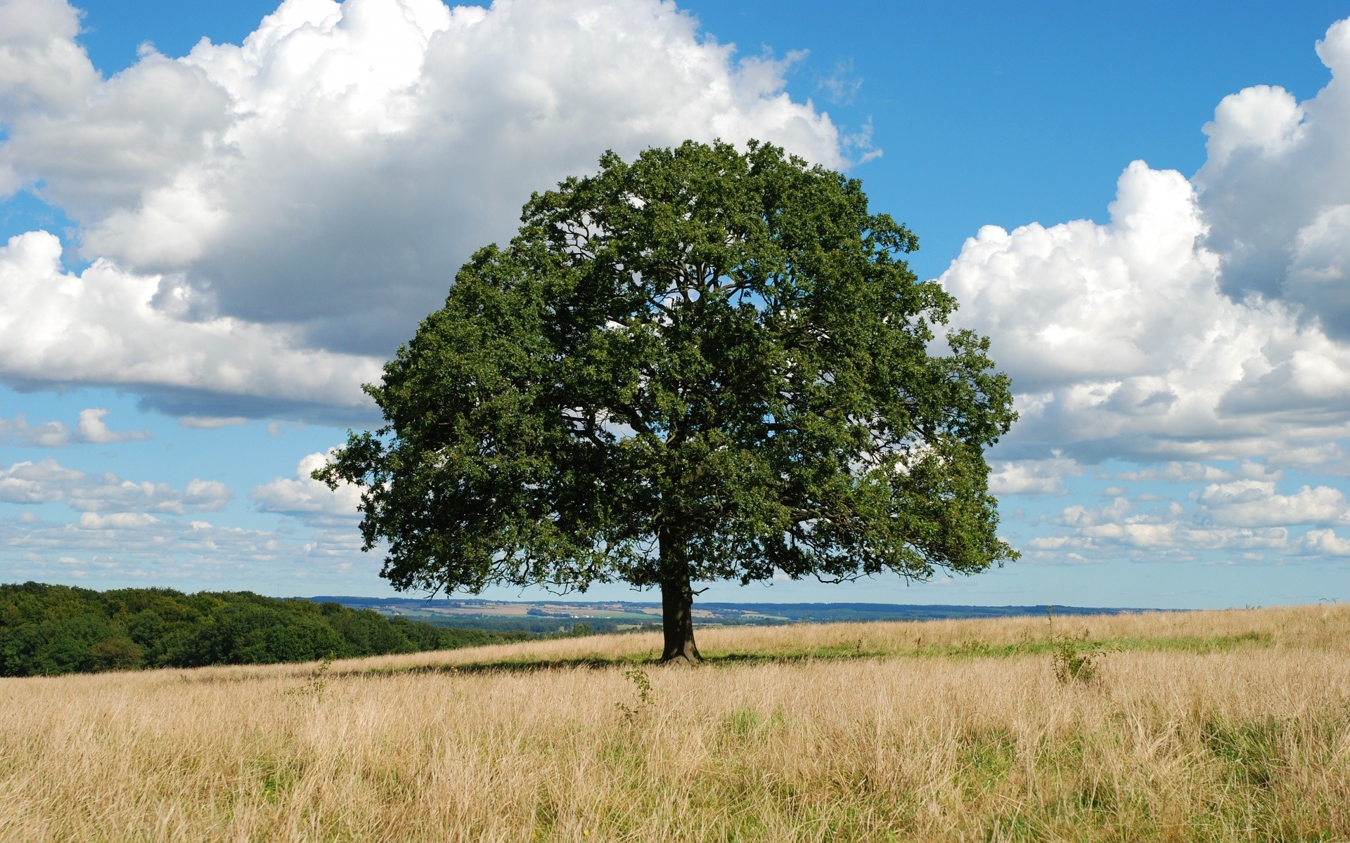 krajobrazy krajobraz drzewo natura trawa niebo sianokosy drewno na zewnątrz pole horyzont lato wiejski środowisko wiejski dąb malowniczy flora idylla samotność