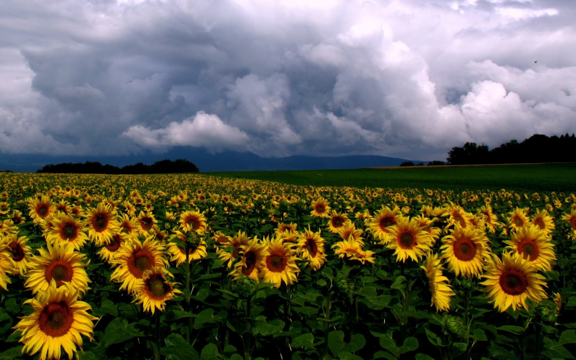 landschaft sonnenblume landwirtschaft natur sommer des ländlichen feld wachstum sonne blume flora im freien hell gutes wetter landschaft himmel blatt bauernhof heupflanze plantagen