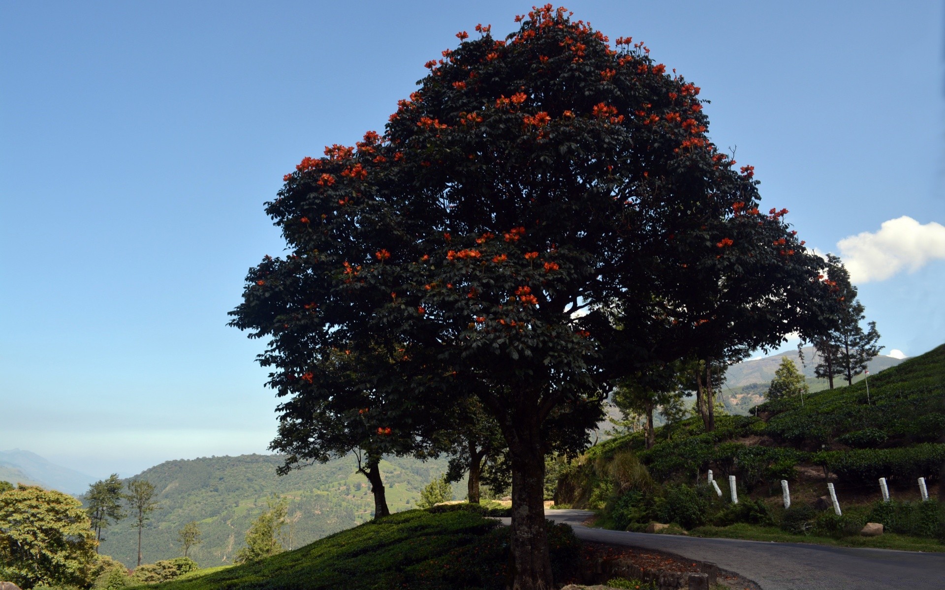 paisagens árvore paisagem folha ao ar livre outono parque natureza luz do dia madeira ramo viagens