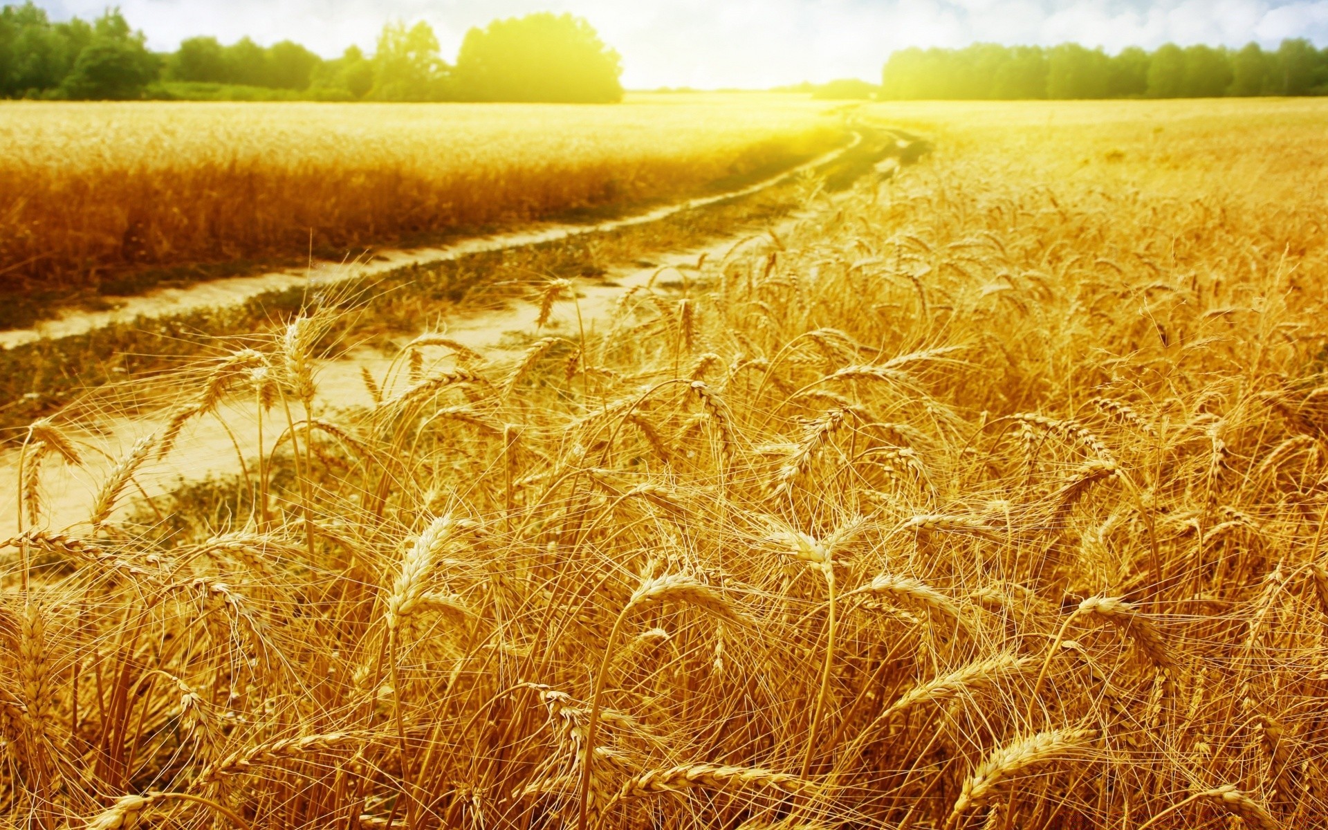 paesaggio cereali grano oro paglia campo rurale pane mais raccolto fattoria pascolo campagna segale agricoltura paese natura paesaggio suolo erba