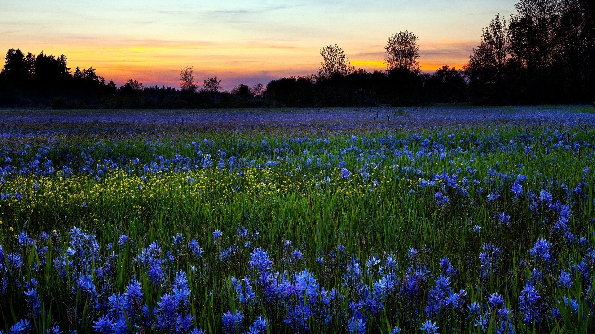 paysage fleur nature à l extérieur champ foin couleur flore paysage jacinthe rural saison parc été jardin lampe floral beau temps printemps bluming