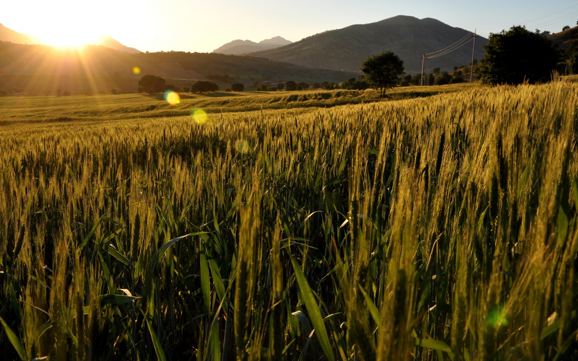 paisaje cereales trigo agricultura cosecha granja campo pasto maíz rural tierra cultivada paisaje pan campo oro centeno crecimiento país paja puesta del sol