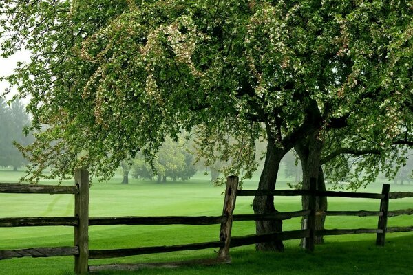 Green rustic landscape with fence