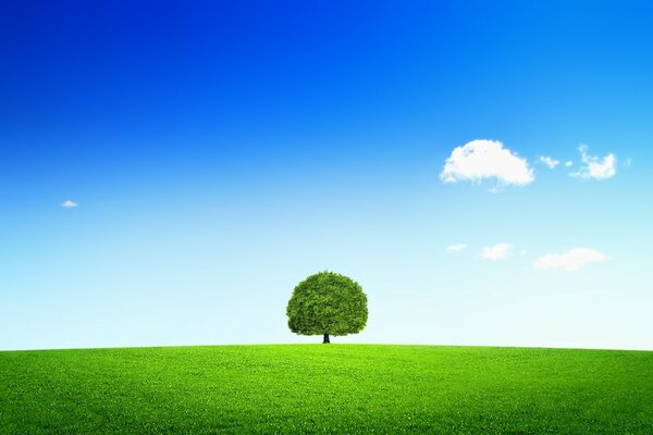 A tree in a field countryside landscape