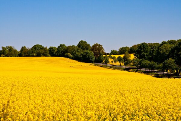 Paesaggio: agricoltura-campo, fattoria