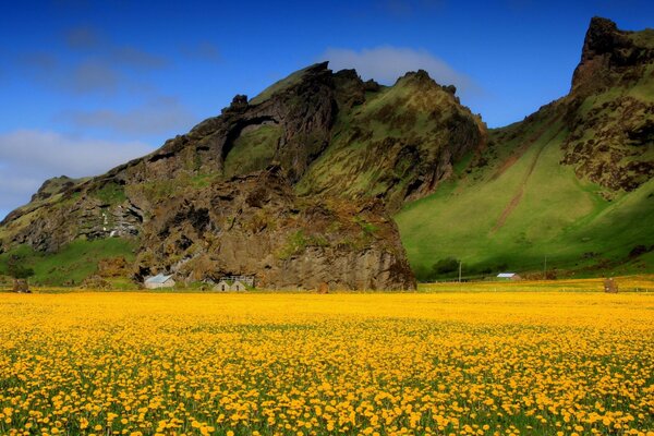 Beautiful nature of a blooming field and mountains