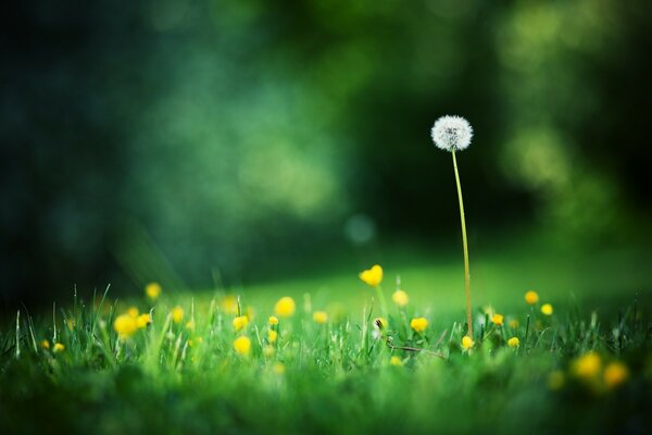 Green lawn and white dandelion