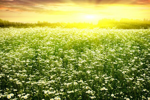 Campo de manzanilla bajo el sol