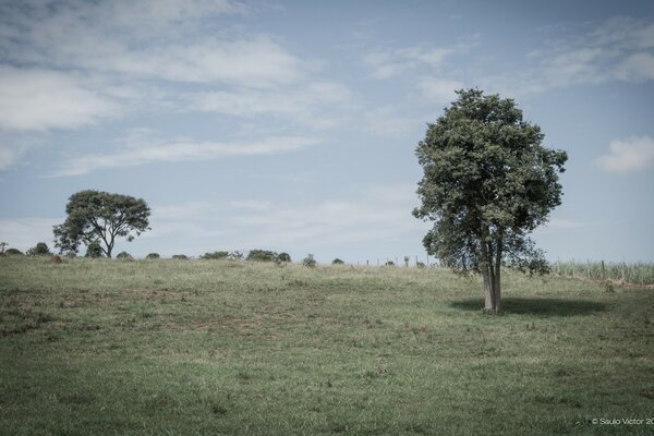 Lonely trees in the field