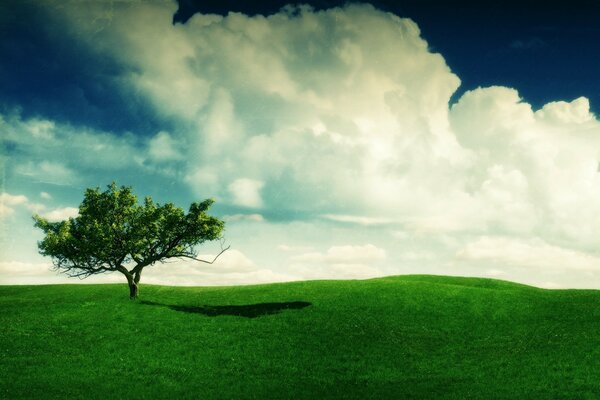 Landscape with green grass and a tree