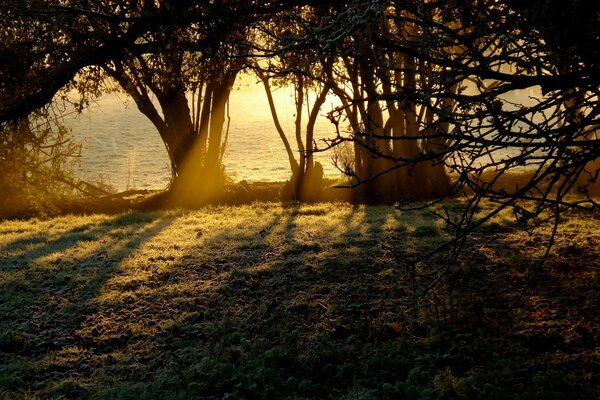 I raggi del sole passano attraverso i rami degli alberi