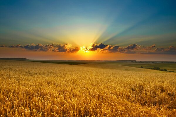 Golden wheat field at sunset