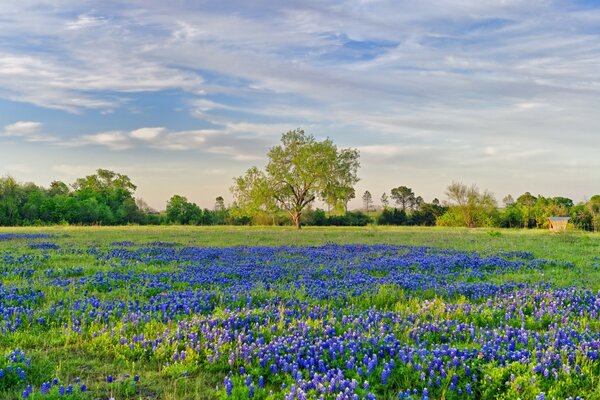 Fiori blu e viola crescono sul campo