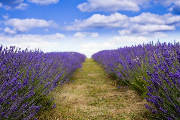 Lavender field in the countryside