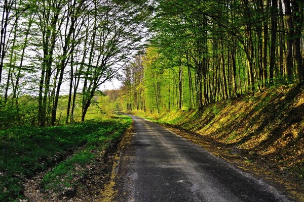 Estrada com árvores nas laterais