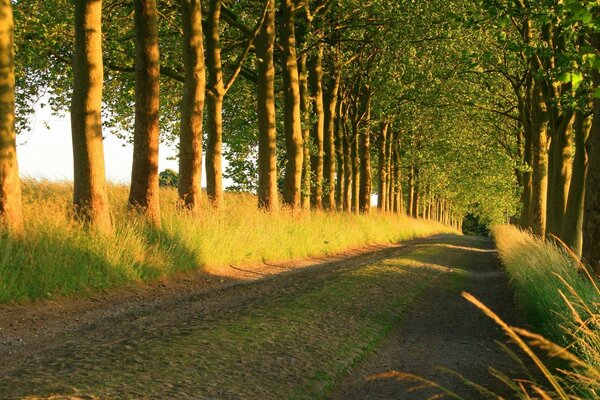 The mysterious road to the fairy forest