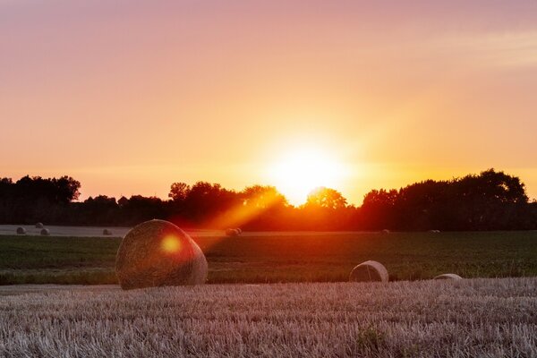 El sol naranja brillante se pone detrás de los árboles