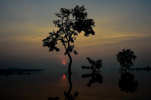 Coucher de soleil sur une silhouette d arbre sombre