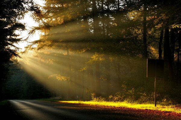 The rays of the sun on the forest road