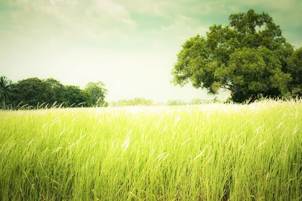 Grüne Landschaft mit hohem Gras