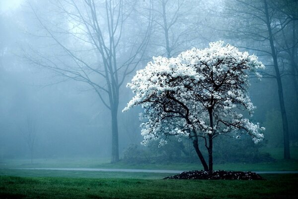 Árbol en flor en el parque de la niebla