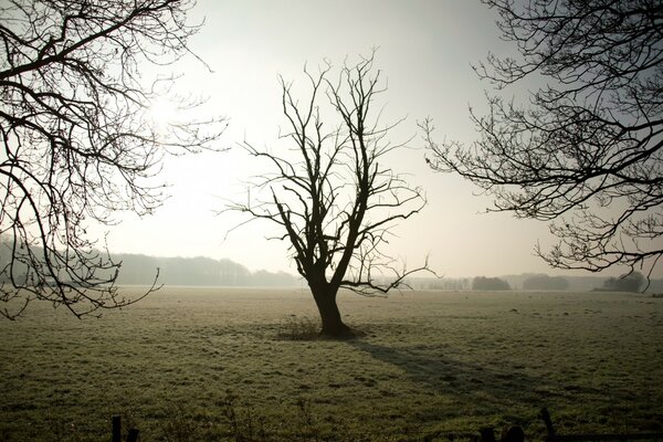 Foggy landscape with bare trees