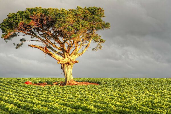 Ein einsamer Baum im Feld