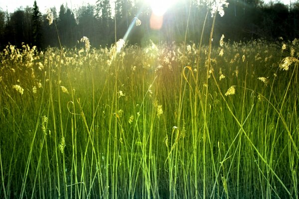 Hierba verde bajo los rayos del sol