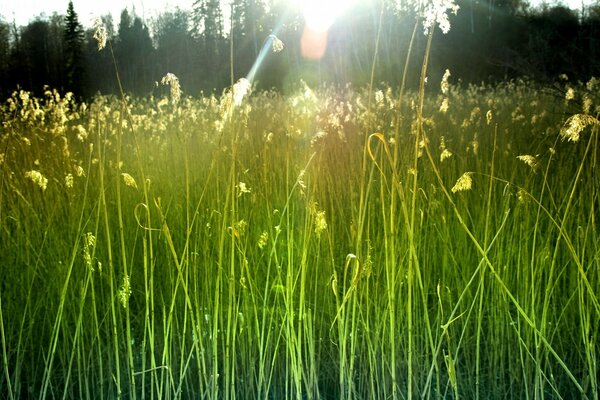 Зеленая трава под лучами солнца