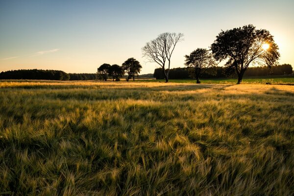 Morning landscape on a rural field