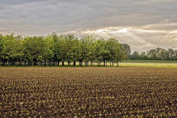 Die ersten Frühlingsprossen auf dem Feld