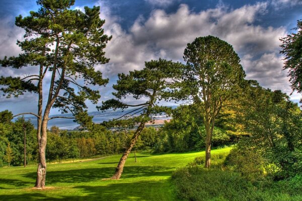 Arbres dans le champ. Autour des verts