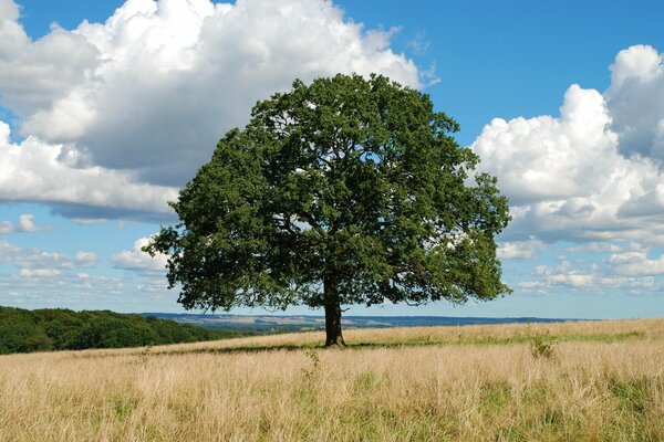 Russisches Feld mitten im Sommer