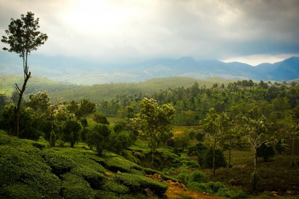 A landscape of beautiful nature with mountains and trees