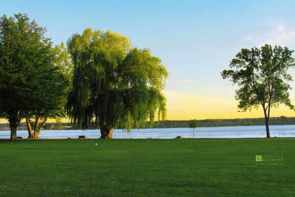 Trees on the river bank