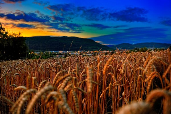Wheat field and evening sky